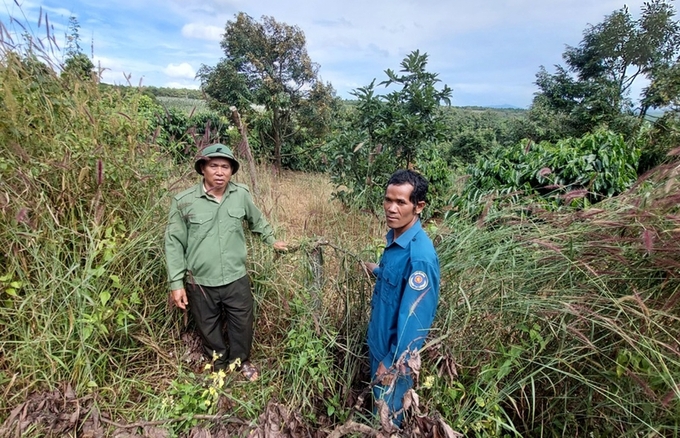 Diện tích rừng của ban quản lý rừng phòng hộ Bắc Biển Hồ nằm xen kẽ và liền kề với đất sản xuất của người dân (ảnh: N.D)