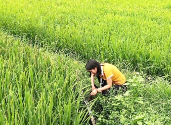 Cán bộ Trung tâm Kiểm soát bệnh tật Đà Nẵng đang điều tra véc tơ chủ động tại huyện Hòa Vang