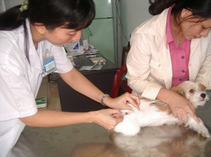Theo báo cáo của Cục Thú Y, hiện nay TP.HCM là địa phương duy nhất đạt chứng nhận vùng an toàn dịch bệnh động vật đối với bệnh dại ở cấp tỉnh (Ảnh: HCDC)