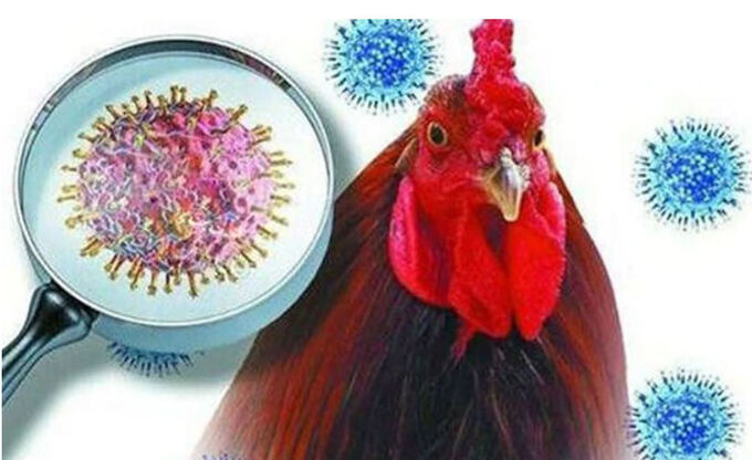 Viện Pasteur TP.HCM thông tin về trường hợp mắc cúm A (H9) ở Tiền Giang (Ảnh minh hoạ)