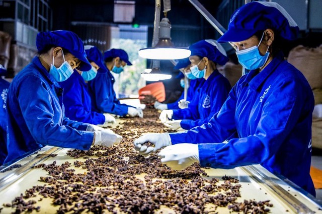 Khẩn trương rà soát, nghiên cứu sửa đổi, hoàn thiện quy định về xuất nhập khẩu dược liệu