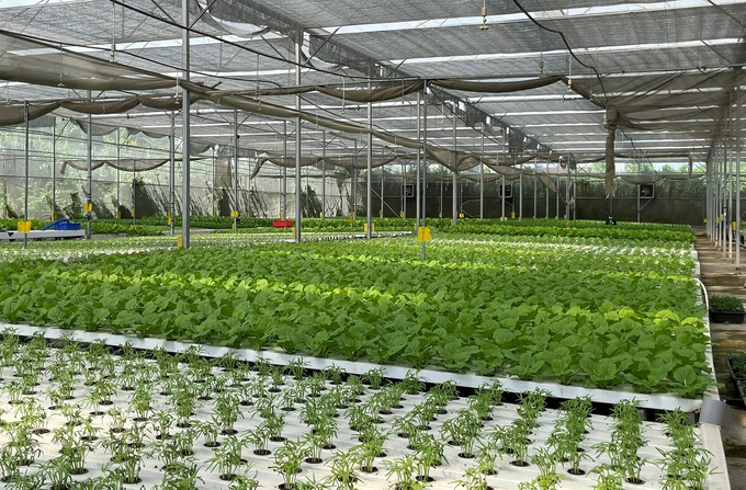 Kế hoạch phát triển rau an toàn tại TP. HCM (ảnh minh họa)