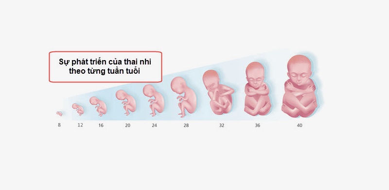 Thai bao nhiêu tuần thì đủ tháng sinh?