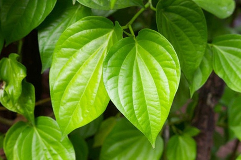 Tắm lá trầu trị rôm sảy cho trẻ
