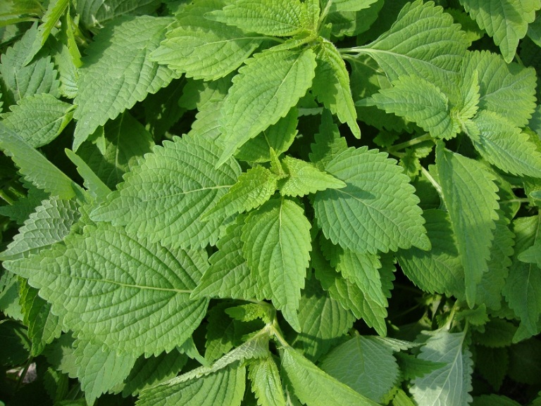 Trẻ bị rôm sảy nên tắm lá kinh giới