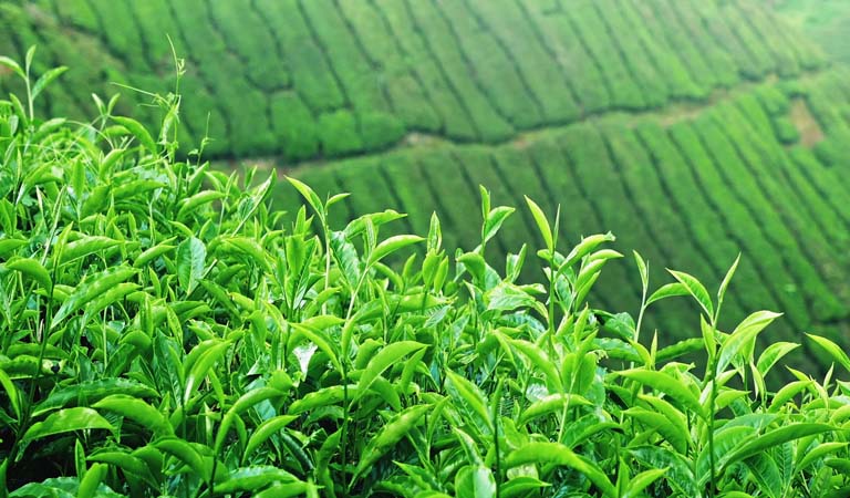 Bật mí cách chữa viêm da cơ địa bằng lá chè xanh ít ai biết