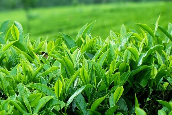 Tác dụng của lá chè xanh trong làm đẹp da là gì?