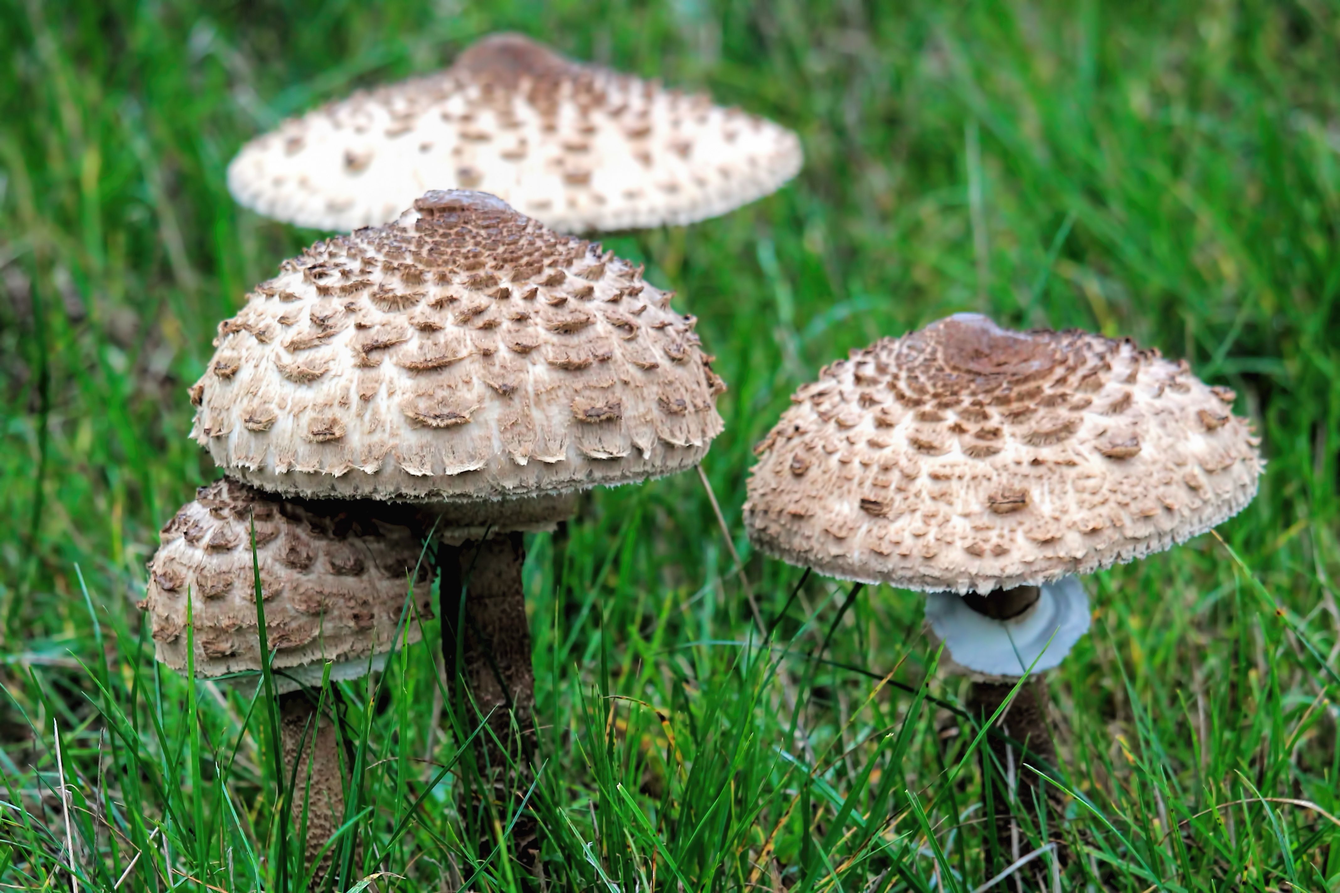 Gratis Afbeeldingen : natuur, gras, herfst, vliegenzwam, bolete ...