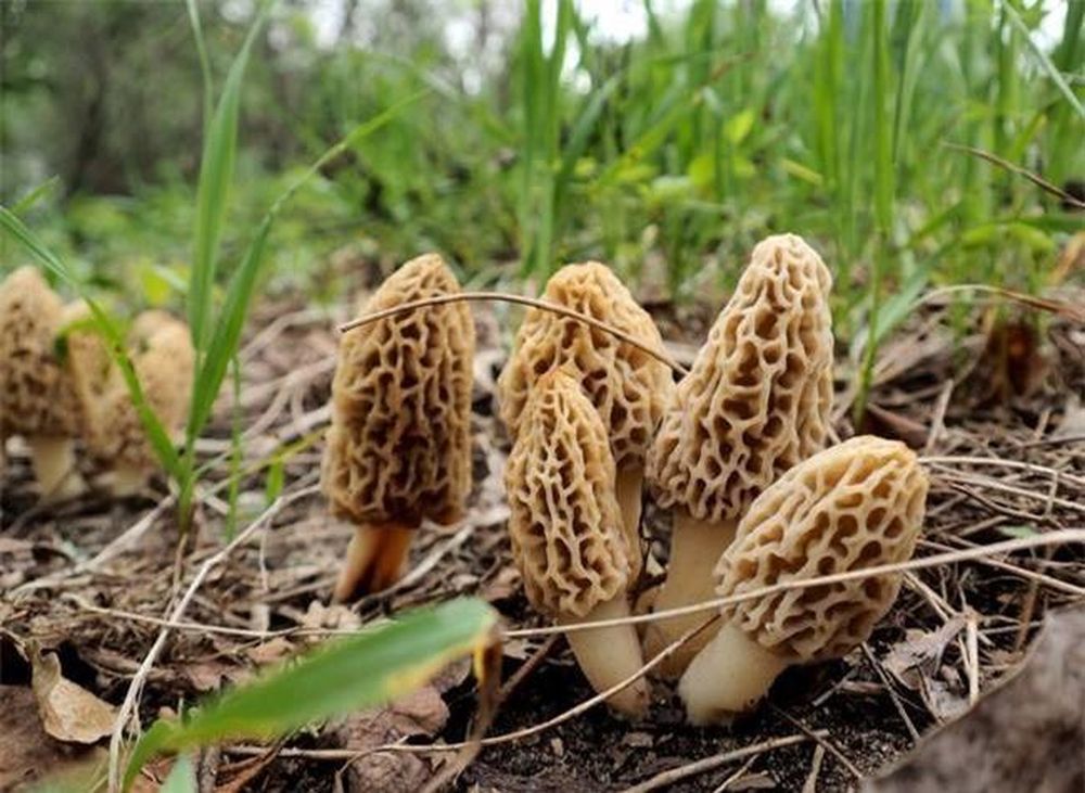 Kỳ lại loại nấm lạ trông như tổ ong, bán 1 kg cầm ngay 5 triệu có ...