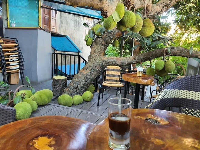 Dân mạng trầm trồ trước quán cafe có cây mít sai trĩu, hàng chục quả to như nồi cơm treo đầy cành, xếp đầy gốc - Ảnh 2.