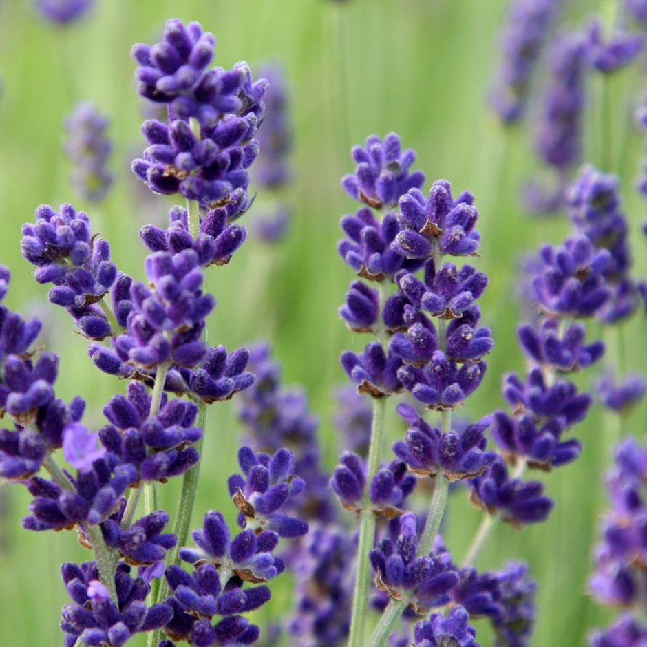 Tinh dầu Oải Hương ( Lavender) 100ml Mộc Mây - tinh dầu nguyên ...