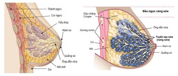 Cấu tạo tuyến sữa