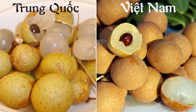 Cách đơn giản phân biệt nhãn lồng xịn và nhãn Trung Quốc
