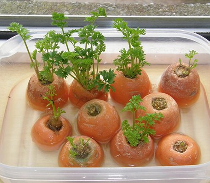 Sở hữu vườn rau gia vị xanh tốt từ phế liệu đơn giản và tiết kiệm cho góc bếp mùa hè luôn thơm - Ảnh 10. Sở hữu vườn rau gia vị xanh tốt từ phế liệu đơn giản và tiết kiệm cho góc bếp mùa hè luôn thơm - Ảnh 10.
