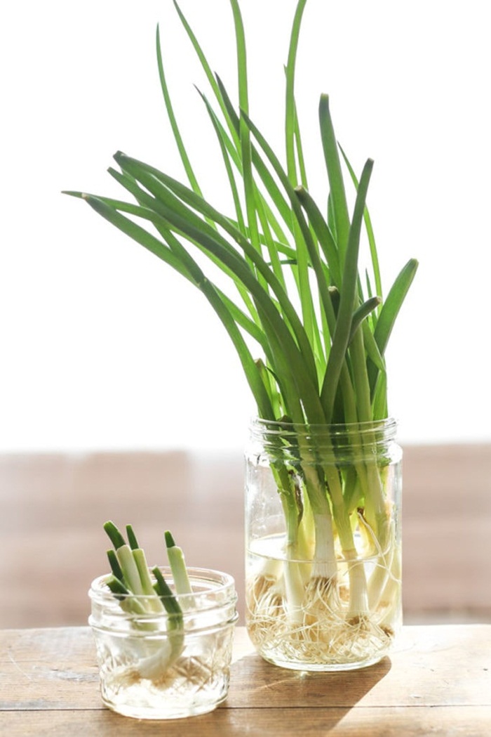 Sở hữu vườn rau gia vị xanh tốt từ phế liệu đơn giản và tiết kiệm cho góc bếp mùa hè luôn thơm - Ảnh 4. Sở hữu vườn rau gia vị xanh tốt từ phế liệu đơn giản và tiết kiệm cho góc bếp mùa hè luôn thơm - Ảnh 4.