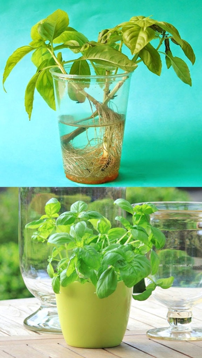 Sở hữu vườn rau gia vị xanh tốt từ phế liệu đơn giản và tiết kiệm cho góc bếp mùa hè luôn thơm - Ảnh 15. Sở hữu vườn rau gia vị xanh tốt từ phế liệu đơn giản và tiết kiệm cho góc bếp mùa hè luôn thơm - Ảnh 15.