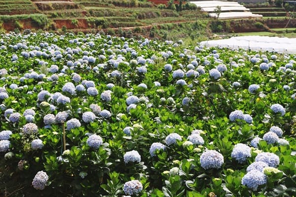 Địa chỉ vườn hoa cẩm tú cầu ở Đà Lạt cụ thể dễ đi. Hướng dẫn đường đi, địa chỉ, thời gian tới thăm vườn hoa cẩm tú cầu, Đà Lạt đẹp