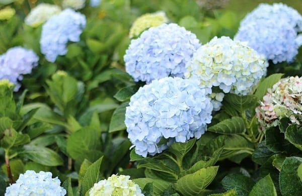 Địa chỉ vườn hoa cẩm tú cầu ở Đà Lạt cụ thể dễ đi. Hướng dẫn đường đi, địa chỉ, thời gian tới thăm vườn hoa cẩm tú cầu, Đà Lạt đẹp