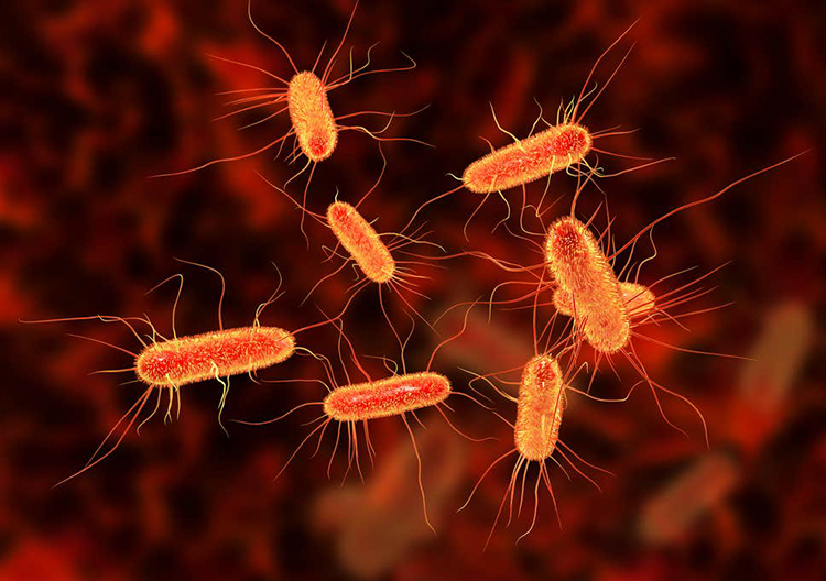 Vi khuẩn E coli: Những nguy cơ khôn lường và cách phòng tránh phải ...