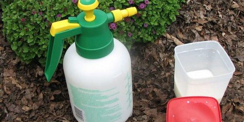 Dùng sữa thừa để tưới cây, lợi ích đến không ngờ