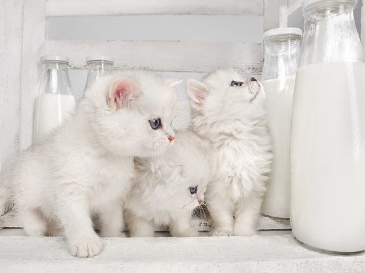 Nên cho mèo con uống sữa gì để bé khỏe mạnh mau lớn?