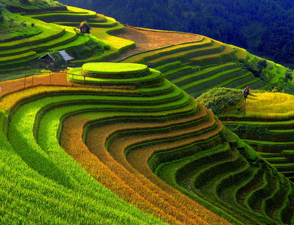 Danh thắng Mù Cang Chải 'kêu cứu' vì triển lãm giữa đồi mâm xôi