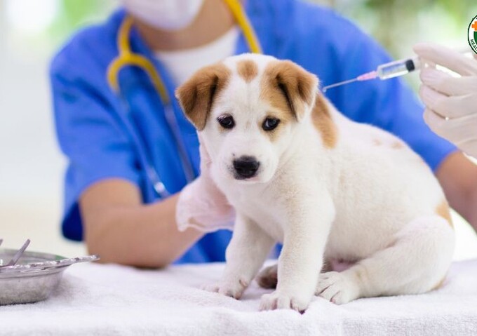Tiêm phòng cho vật nuôi theo khuyến cáo của bác sĩ thú y (Ảnh minh họa)
