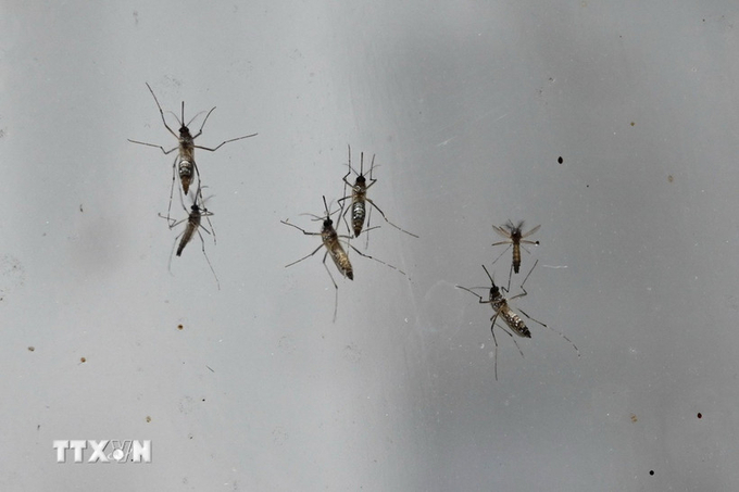 Chikungunya là một bệnh virus do muỗi truyền gây sốt và đau khớp nặng (Ảnh: AFP/TTXVN)