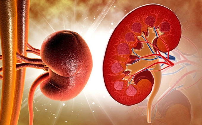 Thận thuộc hệ tiết niệu và mỗi người đều có hai quả thận (Ảnh minh họa)