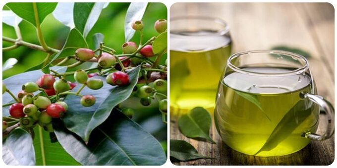 Nước lá vối có tác dụng thanh nhiệt, giải độc, giảm căng thẳng, và đặc biệt là hỗ trợ tiêu hóa