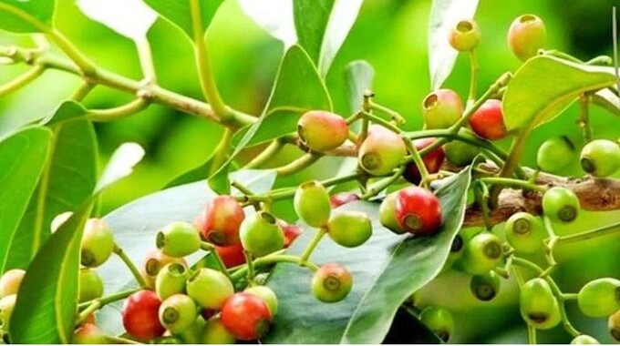 Lá vối chứa nhiều hợp chất có lợi cho sức khỏe con người