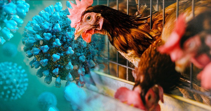 cum-gia-cam-h5n1-16773823723371331658691