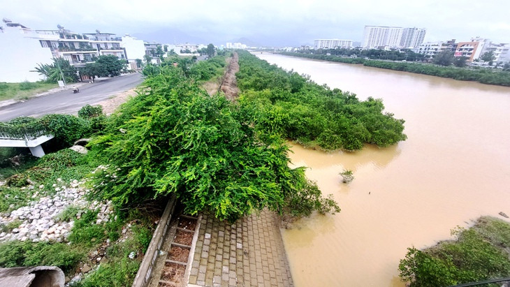 20260108-psn-tto-cay-moc-tren-song-quan-truong-anh-phansongngan-17678801835071661468043