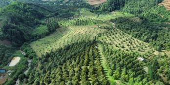 ban-dat-nong-lam-nghiep-khanh-son-khanh-hoa-1735044327-nhadatcafelandvn