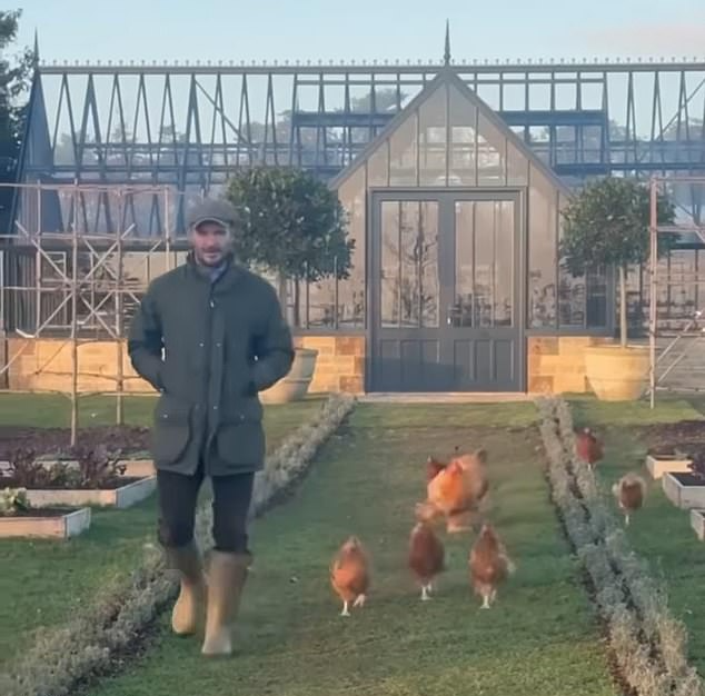 82428339-13416601-the-chicken-we