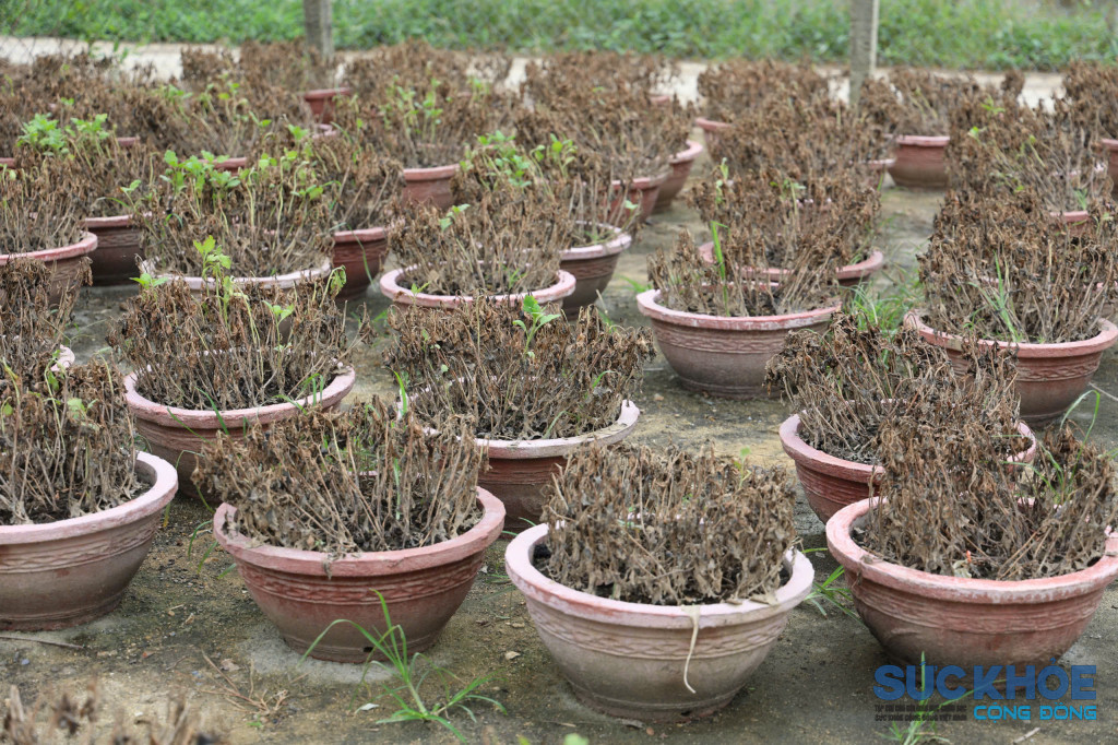Những chậu cúc thiệt do mưa lũ  (Ảnh: Thanh Huy)