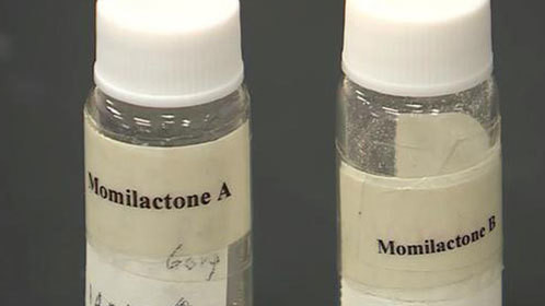 Giáo sư người Việt tìm ra hợp chất trong gạo giúp ức chế tế bào ung thư