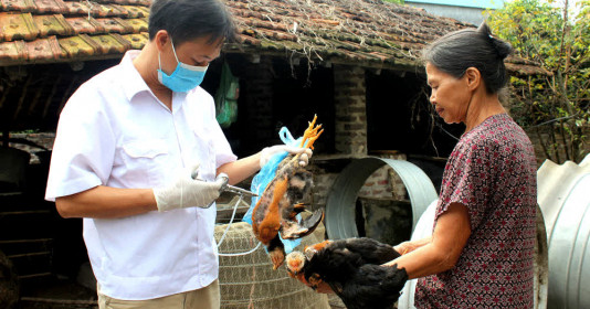 Cần ngăn chặn cúm gia cầm bùng phát và lây sang người
