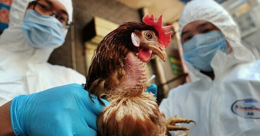 TP.HCM tăng cường phòng chống bệnh cúm gia cầm H5N1