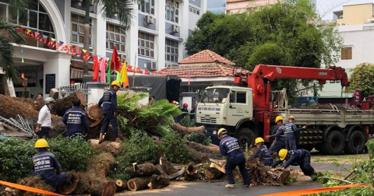 TP.HCM: Cây xanh bật gốc ở cổng trường, đè 7 người bị thương