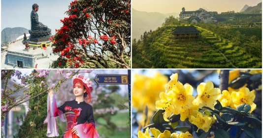 Hoa nở rực rỡ từ chân lên đỉnh thiêng Fansipan