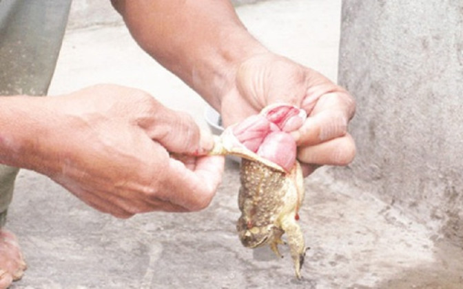 Đồng Nai: Bệnh viện Đa khoa khu vực Long Khánh điều trị thành công 5 người bị ngộ độc vì ăn thịt cóc