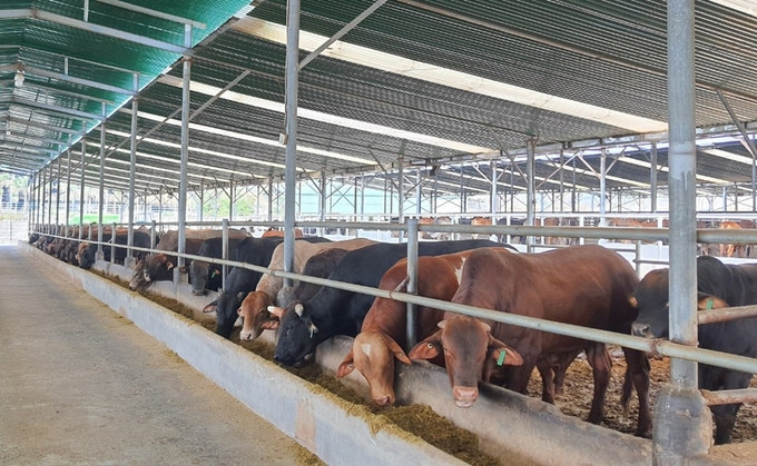Gia Lai: Phòng, chống dịch bệnh động vật trên cạn và thủy sản trên năm 2024