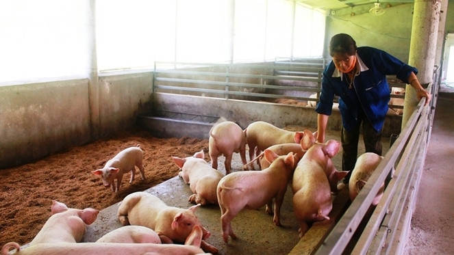 Kon Tum: Tăng cường công tác quản lý, kiểm soát giết mổ động vật bảo đảm an toàn dịch bệnh, an toàn thực phẩm