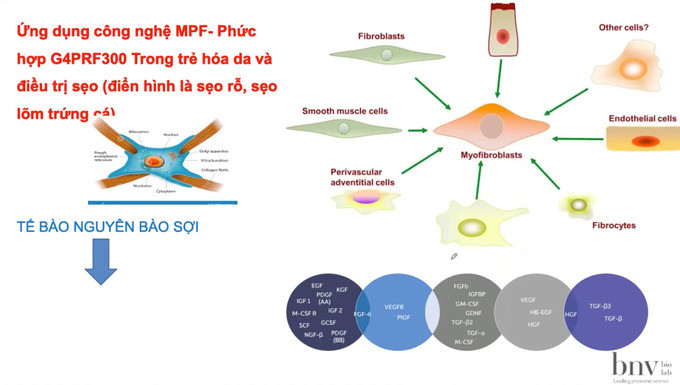 Tăng cường sức khỏe da mặt và tóc với công nghệ MPF™ chứa phức hợp G4PRF-300™