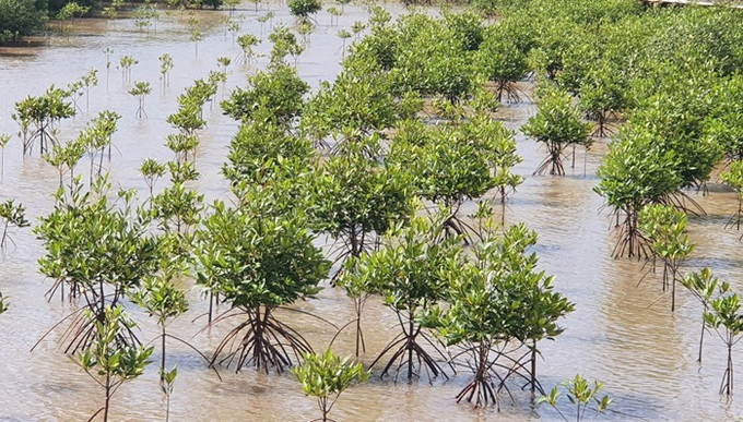 Cà Mau: Phát động “Tết trồng cây đời đời nhớ ơn Bác Hồ” nhân dịp Xuân Giáp Thìn năm 2024