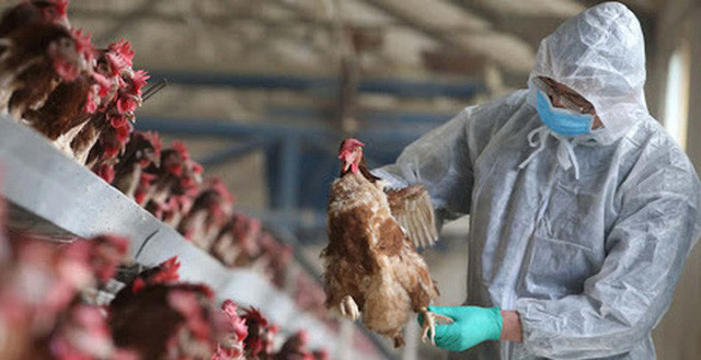 Cảnh giác dịch cúm gia cầm (H5N1) dịp Tết Nguyên đán
