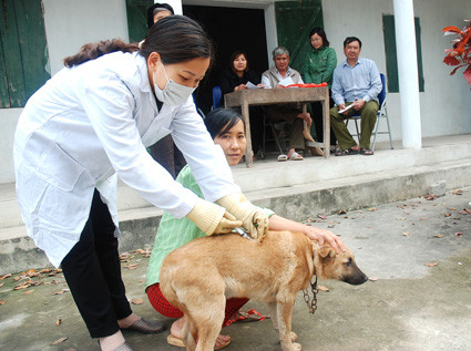 Đắk Lắk: Thực hiện nghiêm các biện pháp cấp bách phòng, chống bệnh dại trên động vật