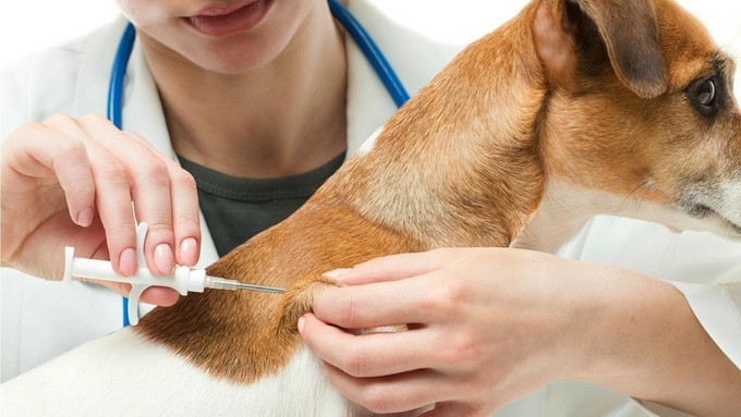 Bộ Y tế khuyến cáo người dân nuôi chó, mèo cần tiêm vaccine phòng dại đầy đủ