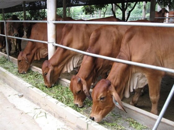 Bình Thuận: Tập trung chăn nuôi gia súc, gia cầm theo hướng an toàn sinh học, đảm bảo chất lượng, an toàn thực phẩm